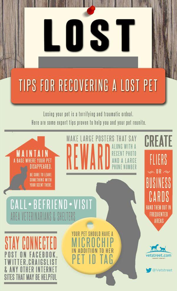HOW TO FIND A LOST DOG INFOGRAPHICS