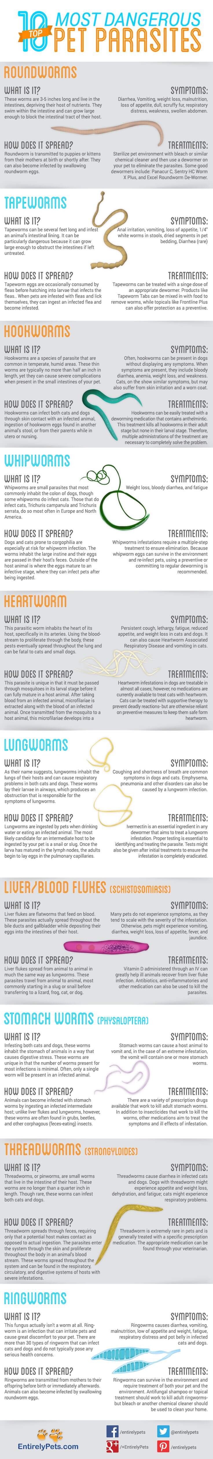 Dog Parasites Infogram - PRESS TO SEE IN FULL SIZE!