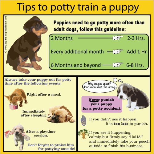 Dog Obedience and Agility, Potty Training & Teaching Techniques & Video