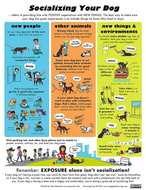 How to Clicker Train your Dog Fast √ DOGICA®