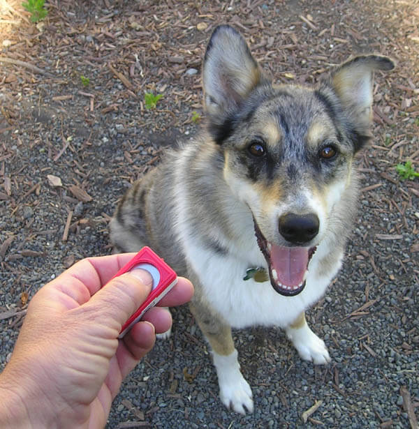 Dog Tricks, Obedience, Dog Training & Teaching Techniques & Video