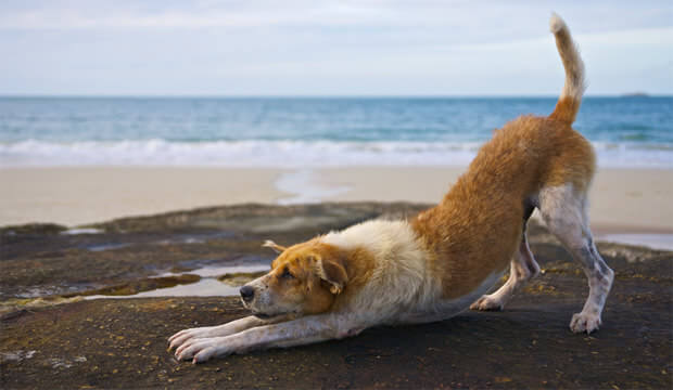 Dog Tricks, Obedience, Dog Training & Teaching Techniques & Video