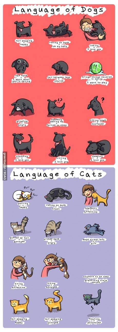 Talking Dog - Dog's Language Infogram