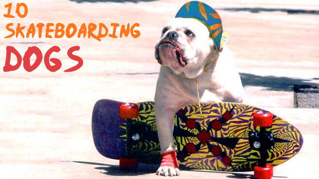 SCATEBOARDING DOGS