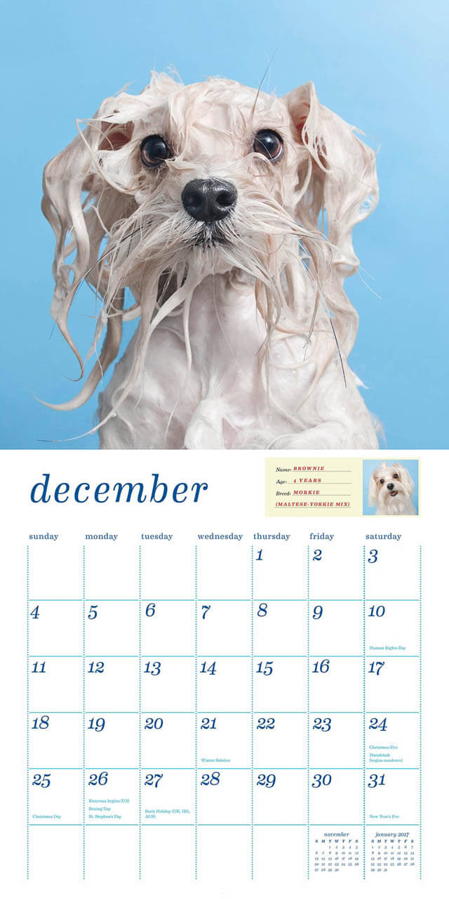 WET DOG and PUPPY CALENDARS