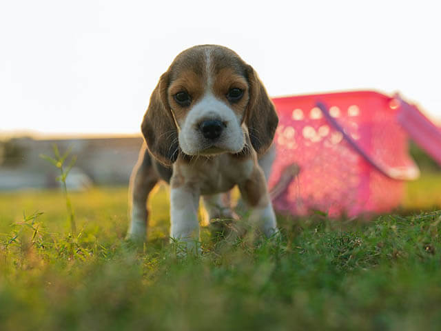 http://www.dogica.com/dognews/training-dog/dog-photos-videos-breed-name.jpg