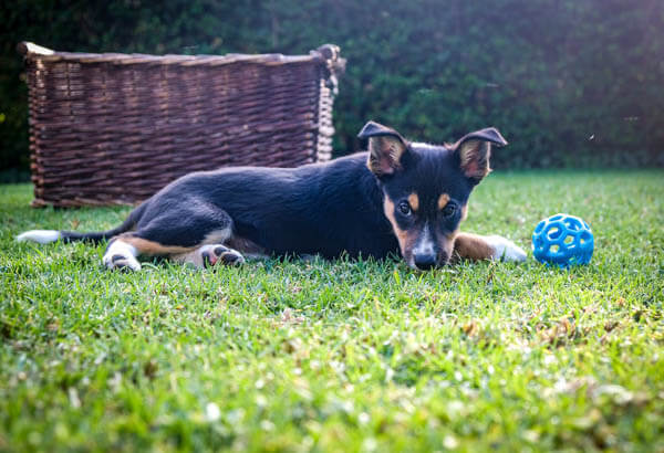 The Ultimate Guide to Buying the Best Dog Toy Bins