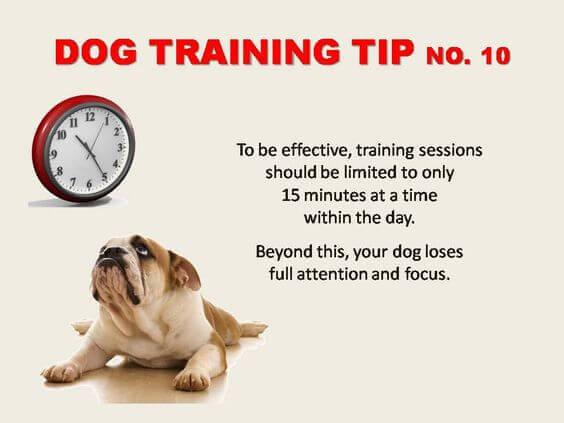 Dog Training Tips & Techniques