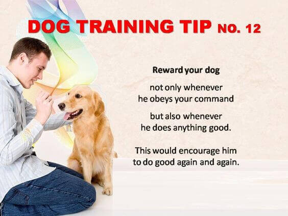 Dog Training Tips & Techniques