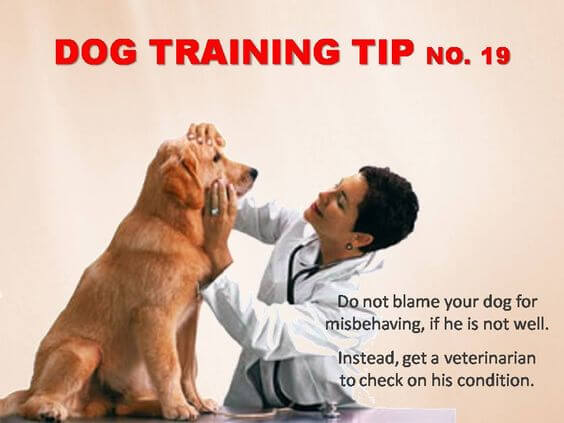 Dog Training Tips & Techniques