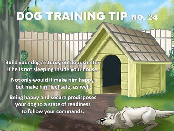 Dog Training Tips & Techniques