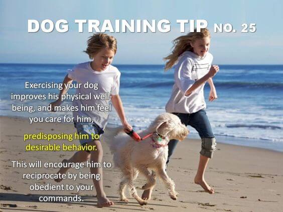 Dog Training Tips & Techniques