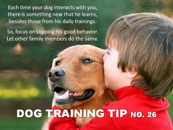 Dog Training Tips & Techniques