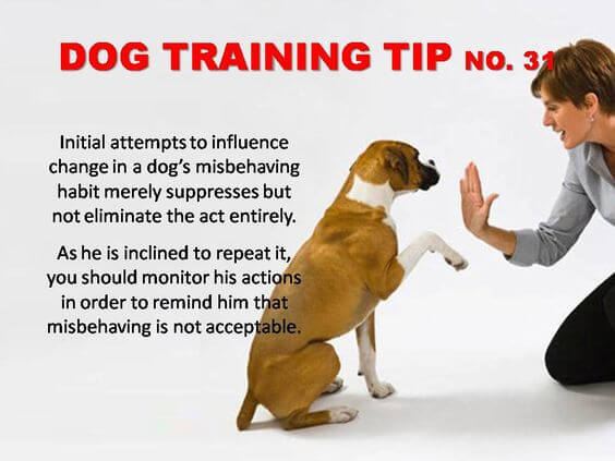 Dog Training Tips & Techniques