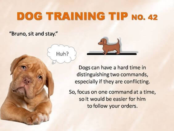 Dog Training Tips & Techniques