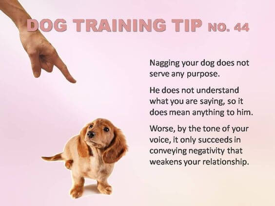 Dog Training Tips & Techniques