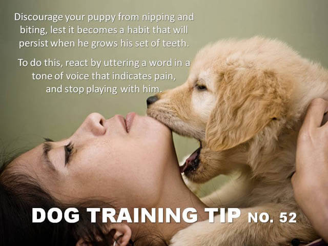 Dog Training Tips & Techniques