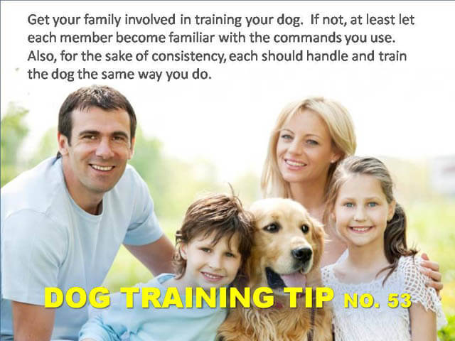 Dog Training Tips & Techniques