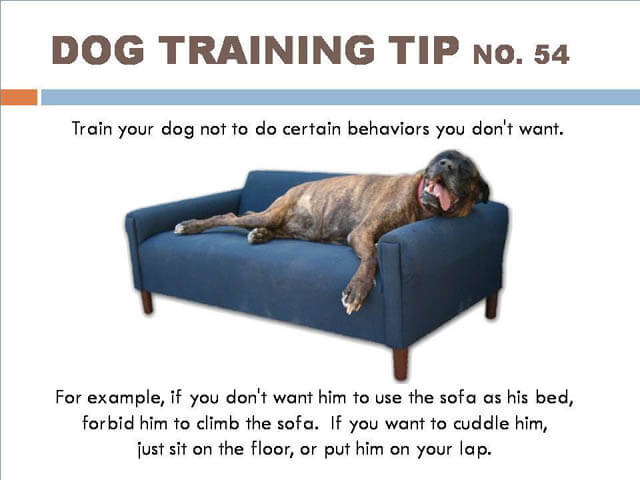 Dog Training Tips & Techniques