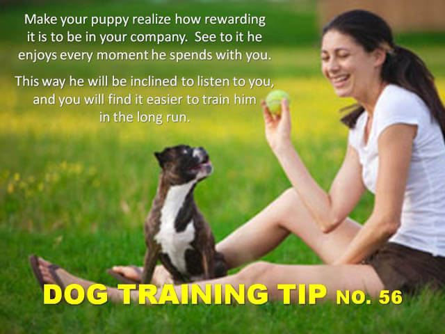 Dog Training Tips & Techniques