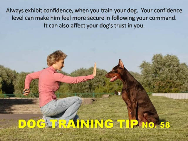 Dog Training Tips & Techniques