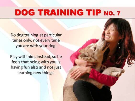 Dog Training Tips & Techniques