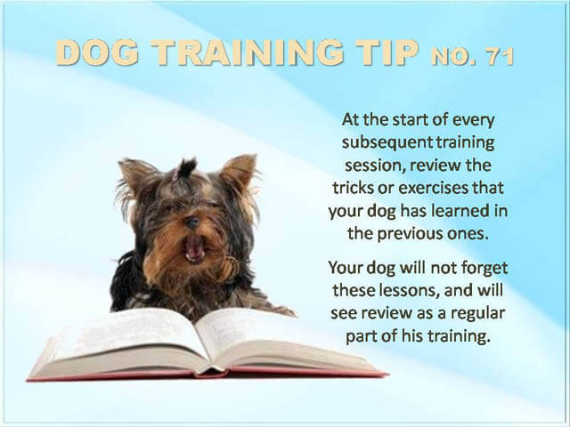 Dog Training Tips & Techniques