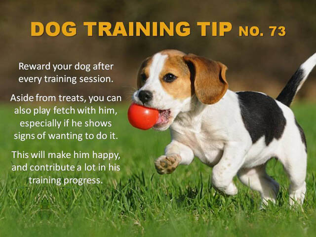 Dog Training Tips & Techniques