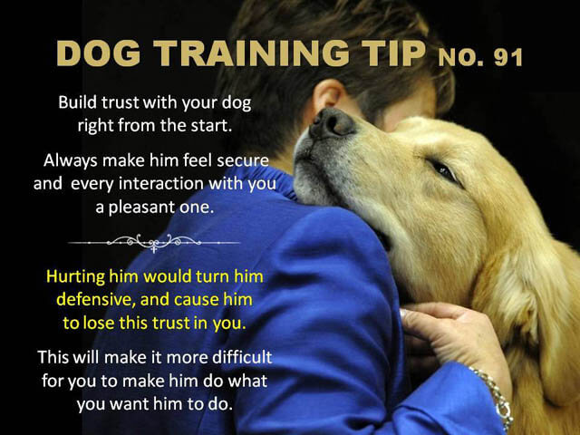 Dog Training Tips & Techniques