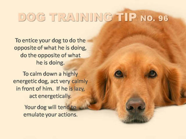 Dog Training Tips & Techniques