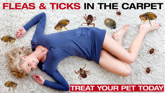 Dog Fleas, Mites and Ticks
