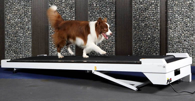 17 Reasons to Use Dog Treadmill. 11 DIY Homemade ...