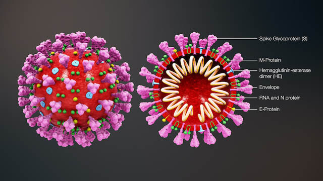 Coronavirus SARS-CoV-2 COVID-19 - this photo by Fusion Animation !
