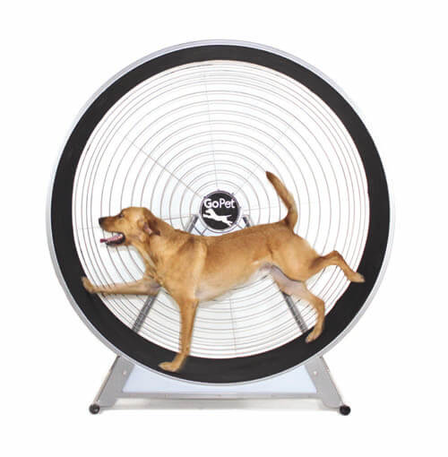 DOG EXERCIZE WHEELS - COMPLETE GUIDE