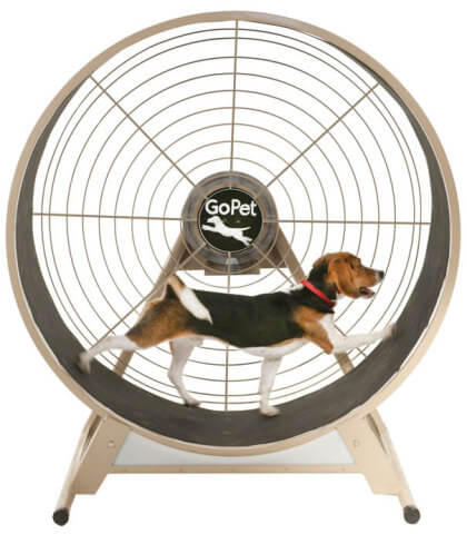 Dog Treadmills Comprehensive Guide√ DOGICA®