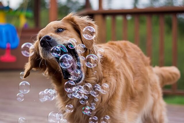 57 JOYFUL WAYS TO ENTERTAIN YOUR DOG INDOORS - QUARANTINE-SAFE DOG ACTIVITIES