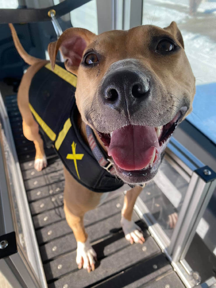 Classic Manual dog treadmills - treadmill for dog