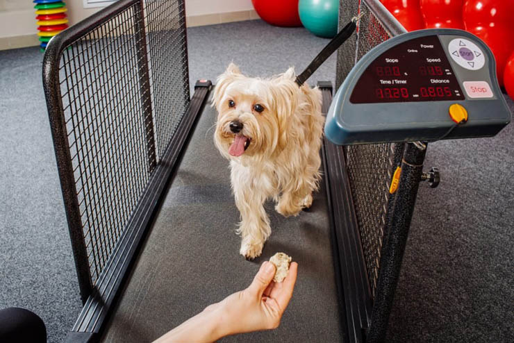 HOW TO TRAIN YOUR DOG TO USE TREADMILL
