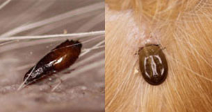 Dog Fleas, Mites and Ticks