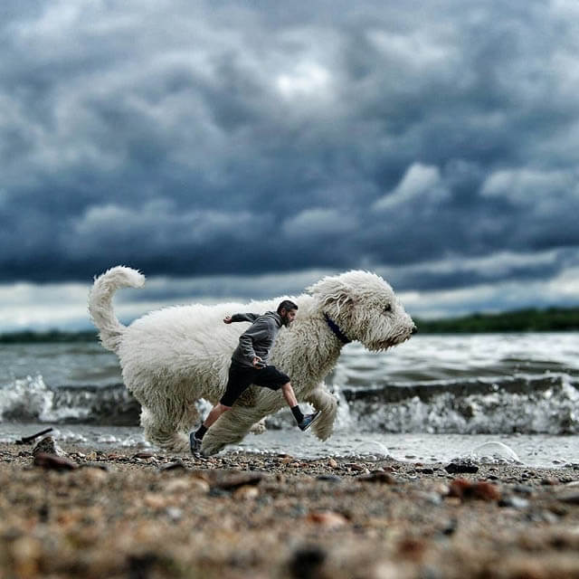 DOG PHOTO ART, DOG AND PUPPY ART PHOTOGRAPHY by CRHIS CLINE