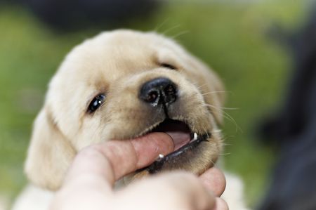 HOW TO TRAIN YOUR PUPPY NOT TO BITE