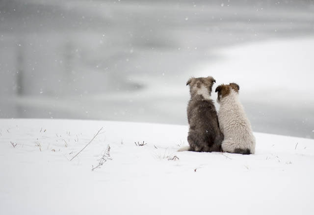 79 Canine Body Language Signals - Reconciliation & Threat