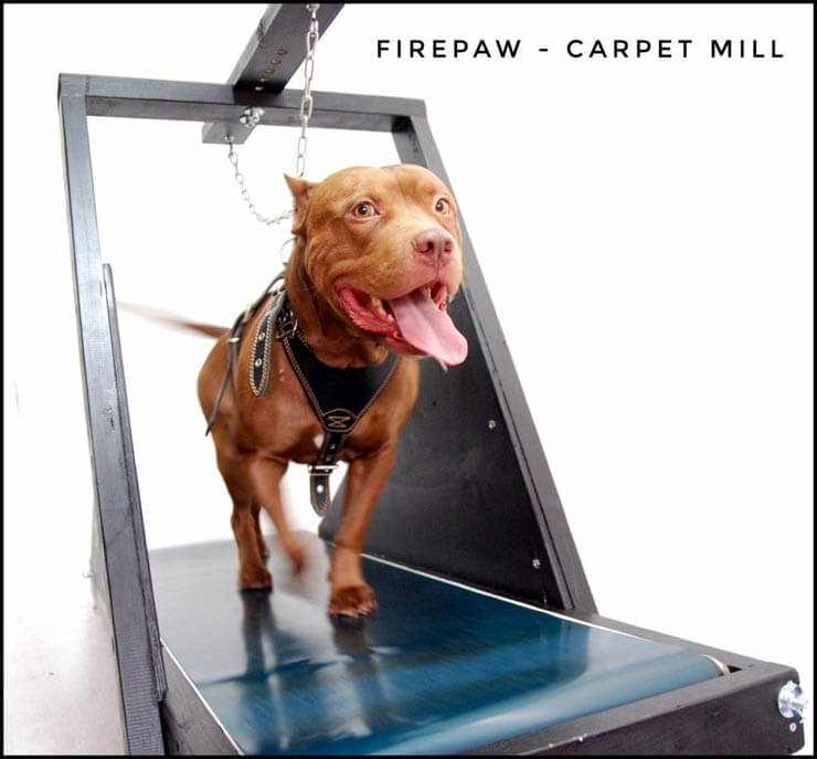 How to Stop Leash Aggression in Dogs - Orvis News
