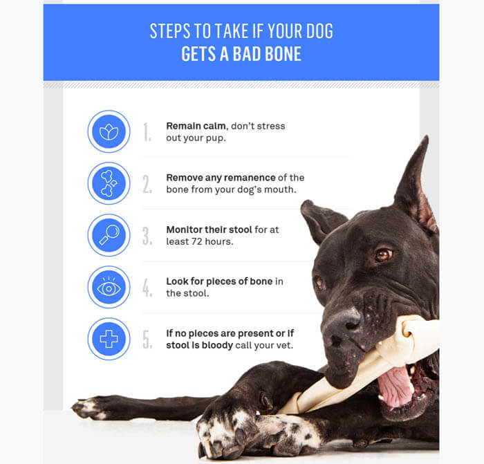 DOG BONES SAFETY TIPS