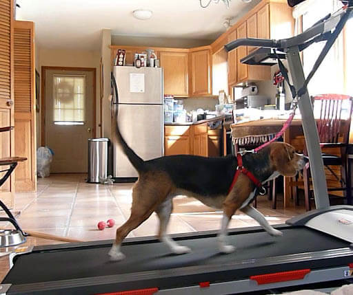 HOW TO TRAIN YOUR DOG TO USE TREADMILL