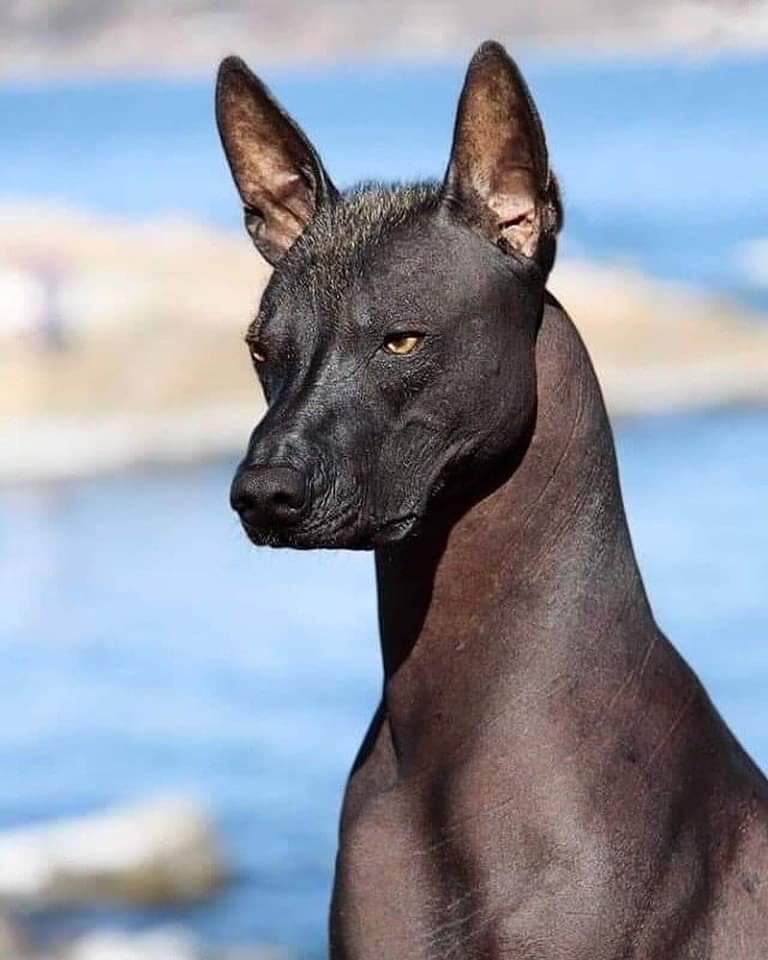egyptian looking dog