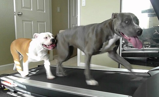 HOW MUCH EXERCISE DOG NEED BY BREED