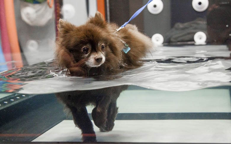 UNDERWATER THERAPY DOG TREADMILL