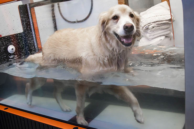 UNDERWATER THERAPY DOG TREADMILL