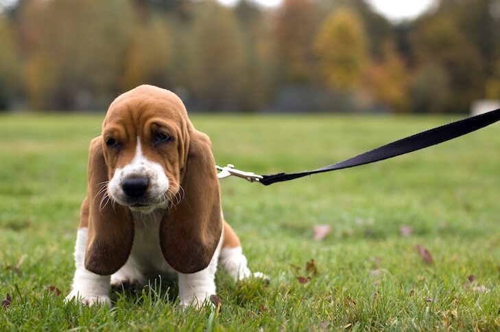 HOW TO TRAIN YOUR DOG TO WALK ON A LEASH